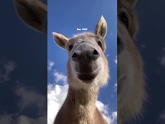 4U High Voltage Master RBMS cho hệ thống quản lý pin lithium UPS BESS